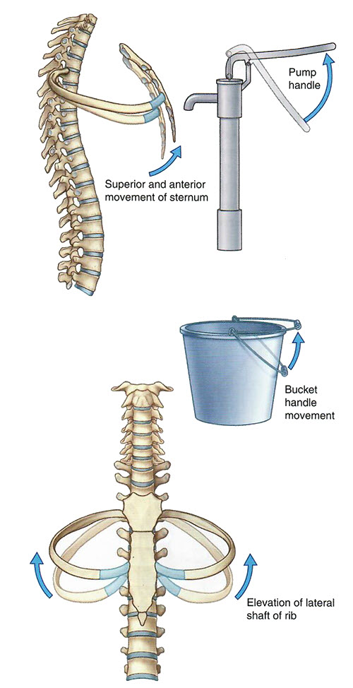 Bucket