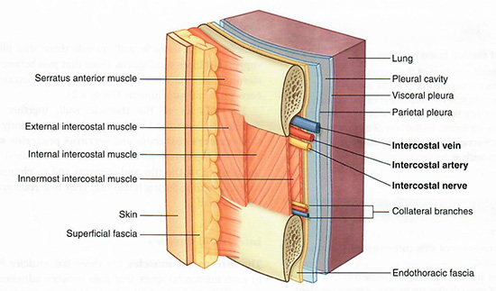 Intercostal muscles