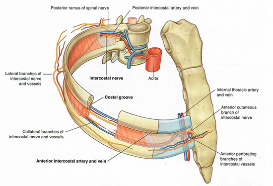 Intercostal vessels