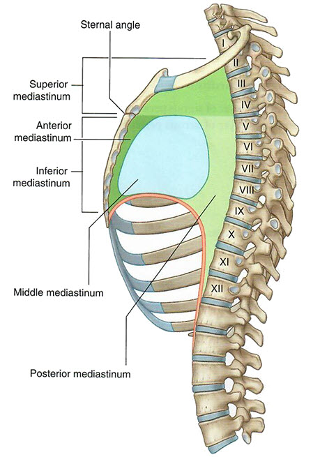 Mediastinum