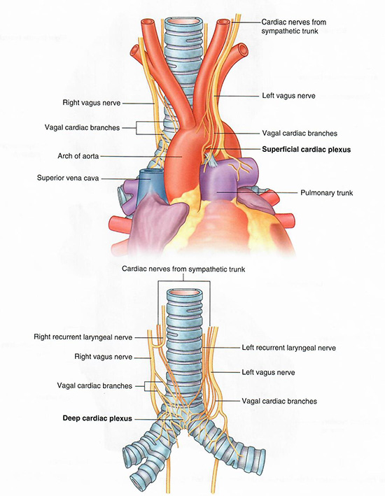 Vagus nerves