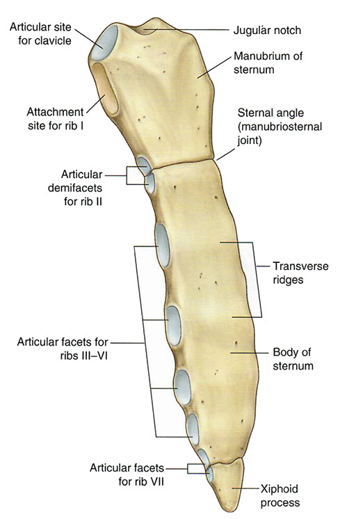 Sternum