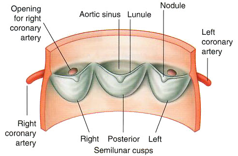 Aorticcoronary