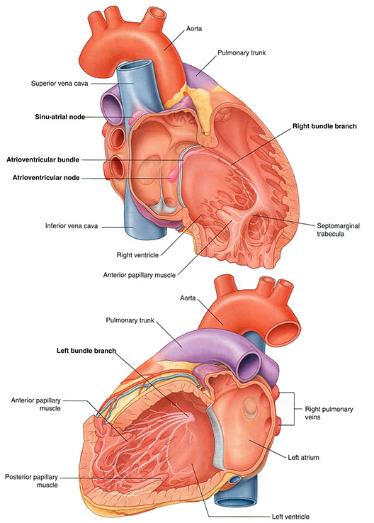 conduction