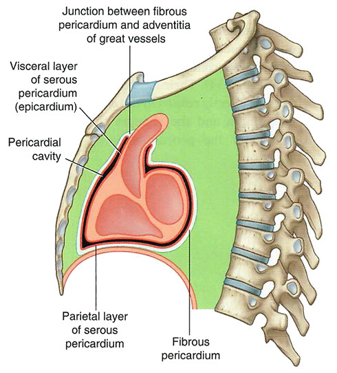 Pericardium