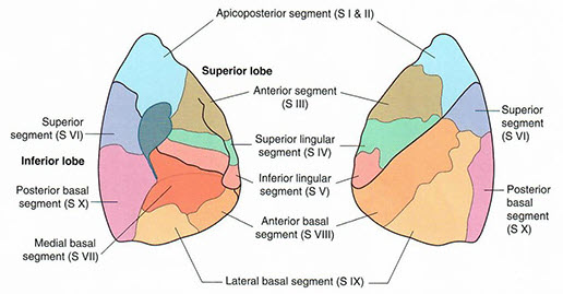 Left Segments