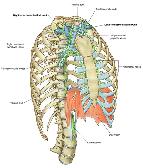 Lymphatics