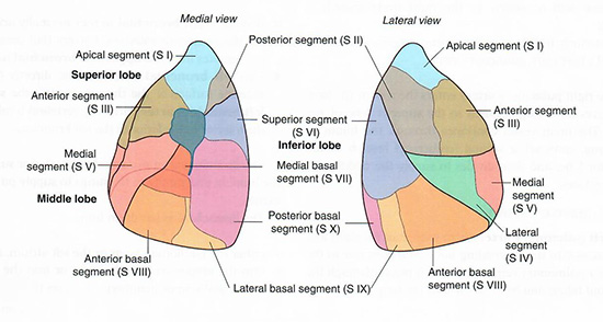 Right segments
