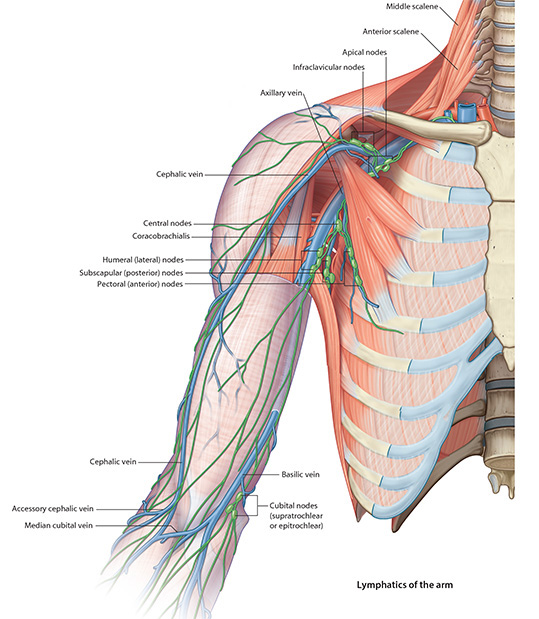 Arm Venous Drain