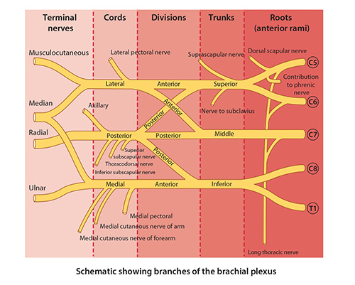 brachial plexus