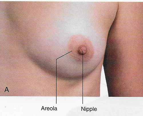Breast