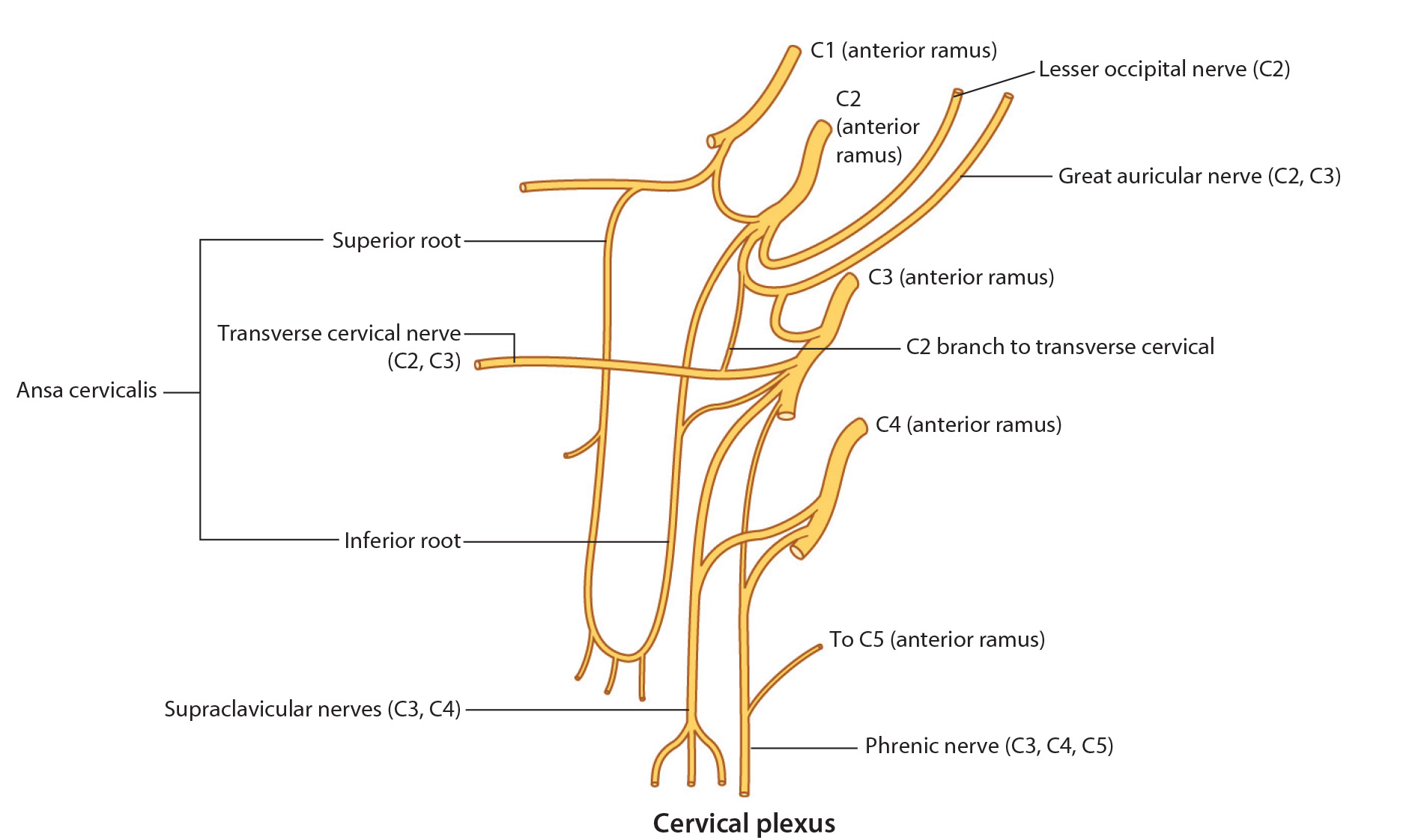 cervicalplexus