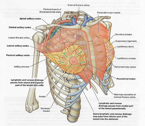 Mammary