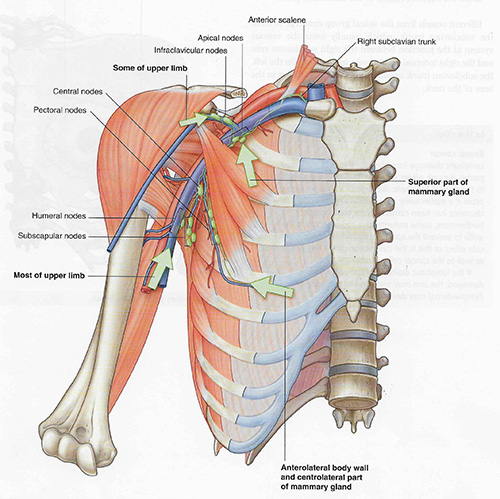 Lymph Drainage