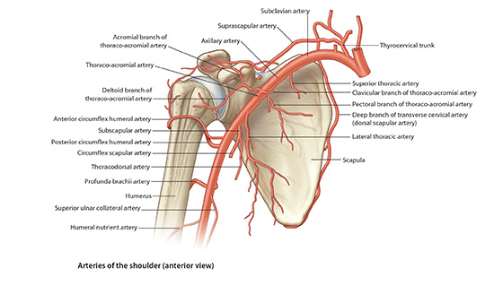 Anterior arter
