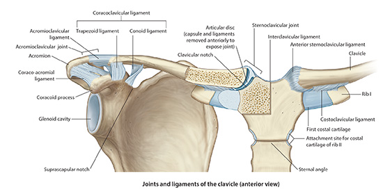 clavical