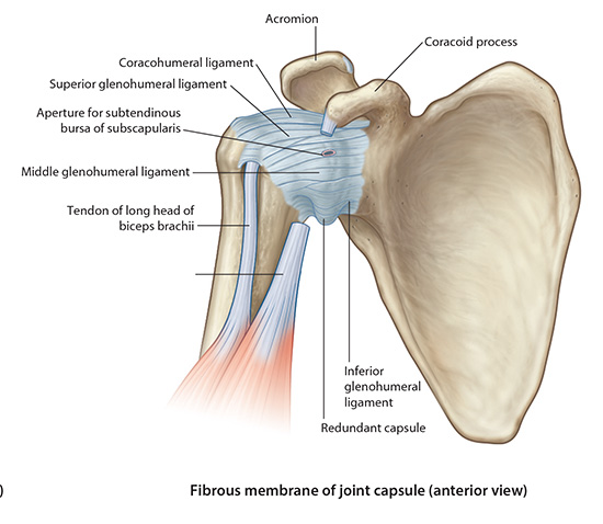 glenohumeral