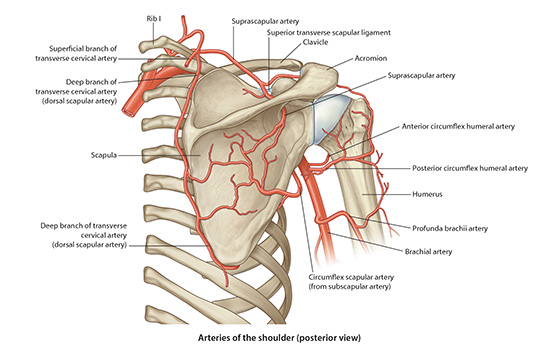 Posterior art