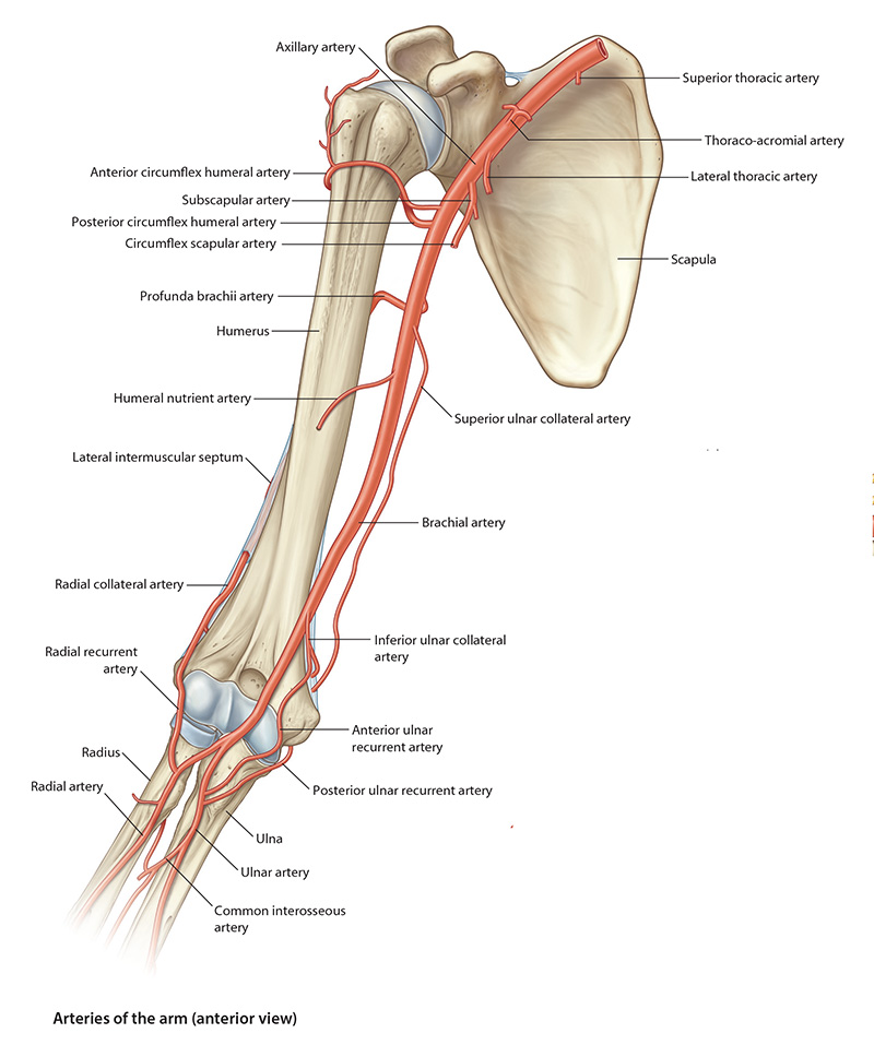 Arm arteries