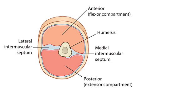 arm compartments