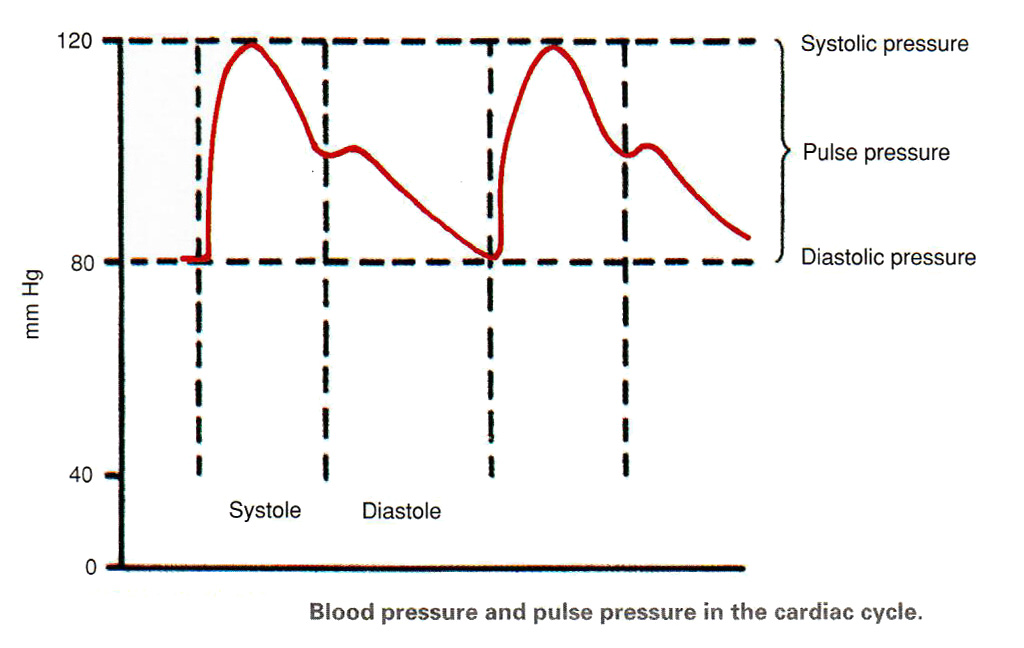 Bloodpressurecurve