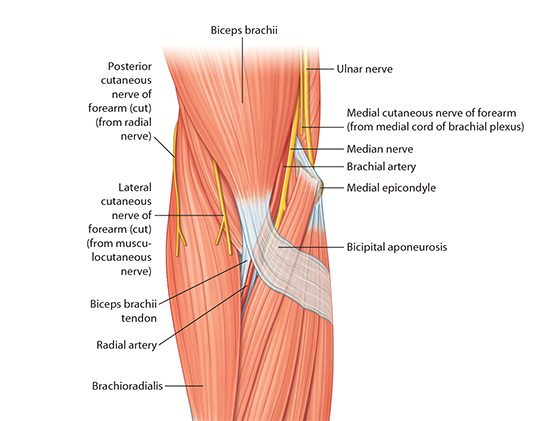 cubital fossa