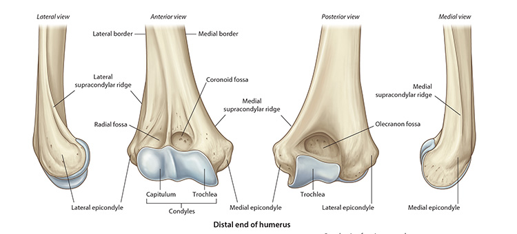 disthumerus