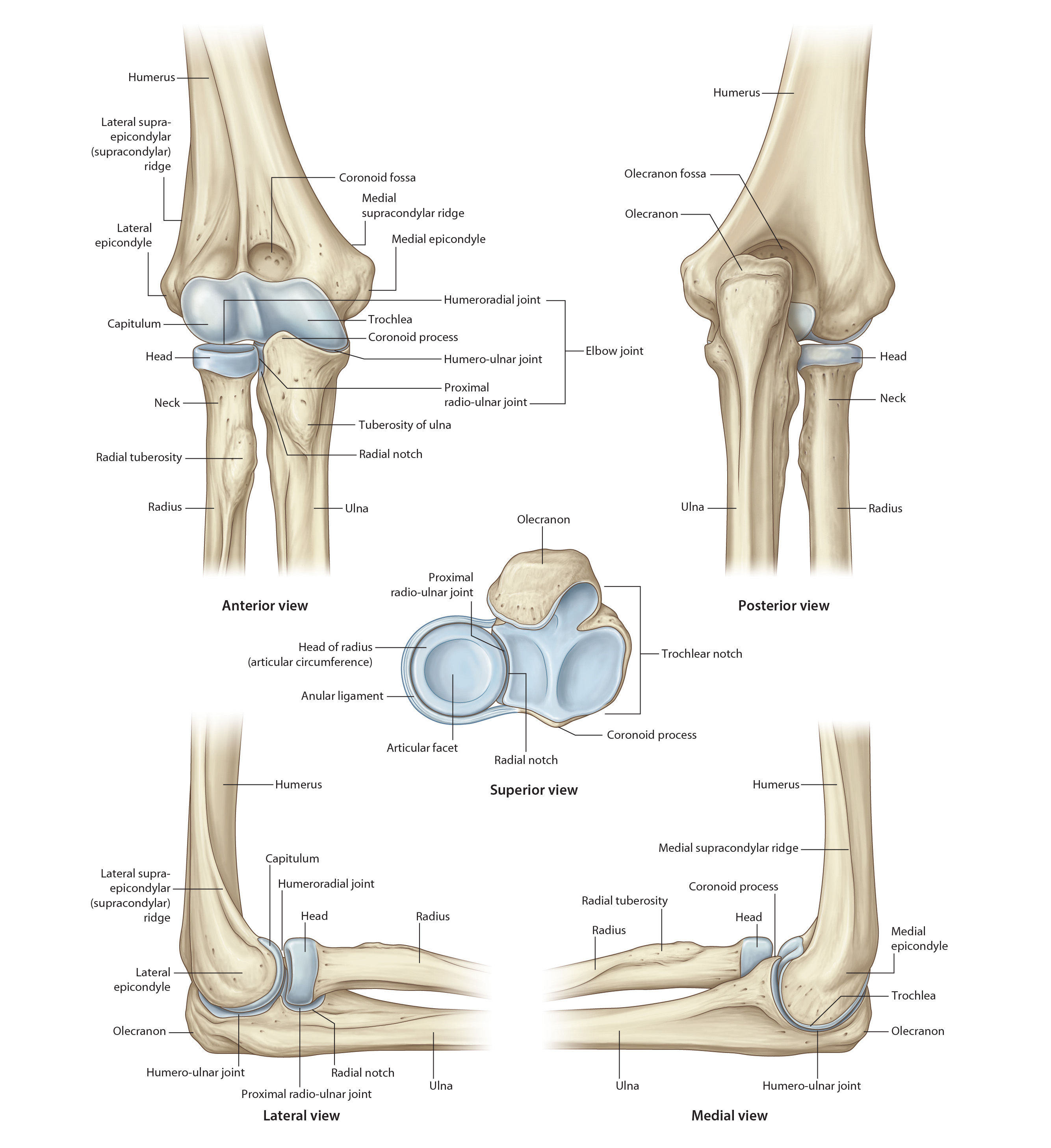 elbow