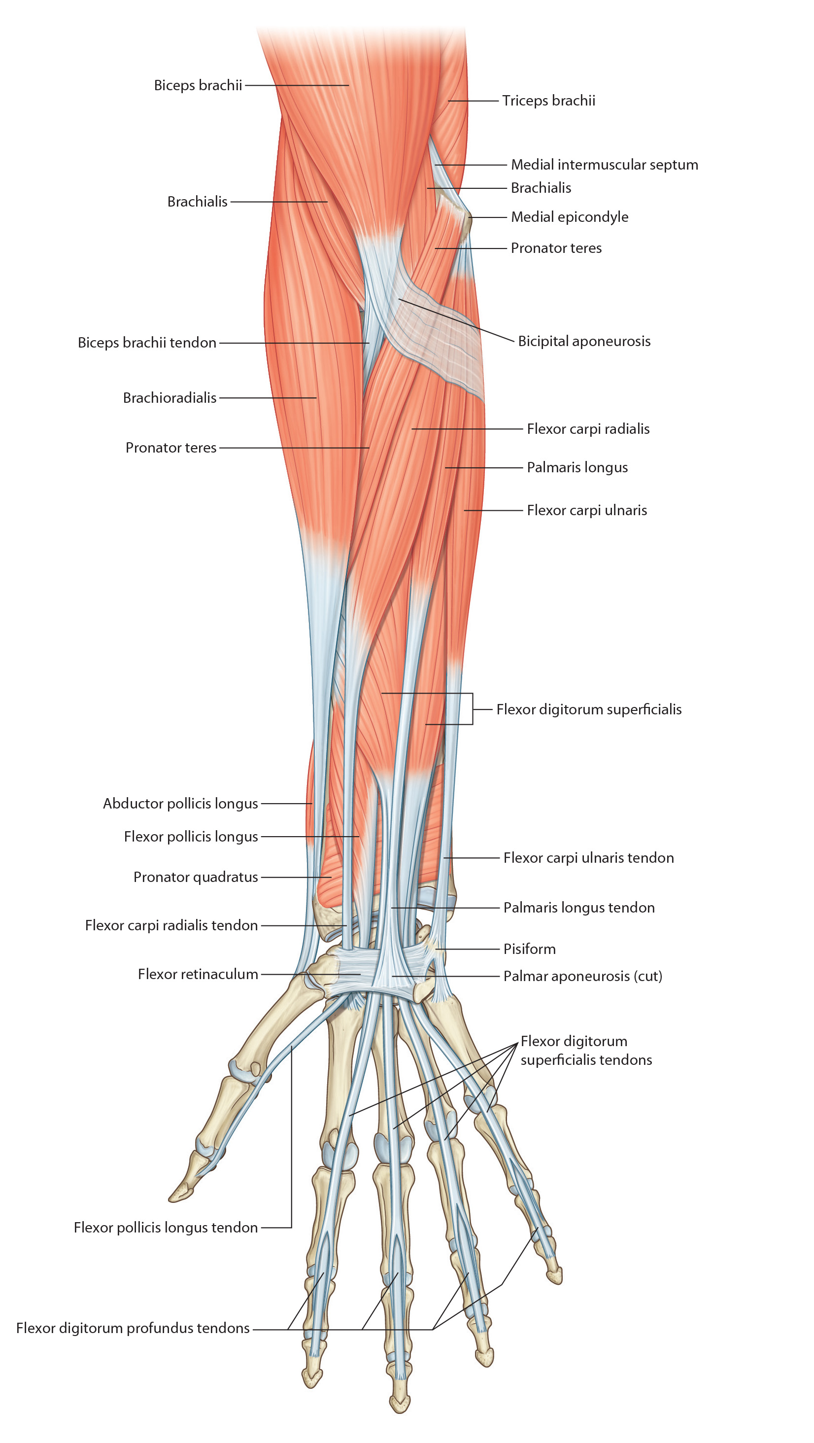 flexforearm