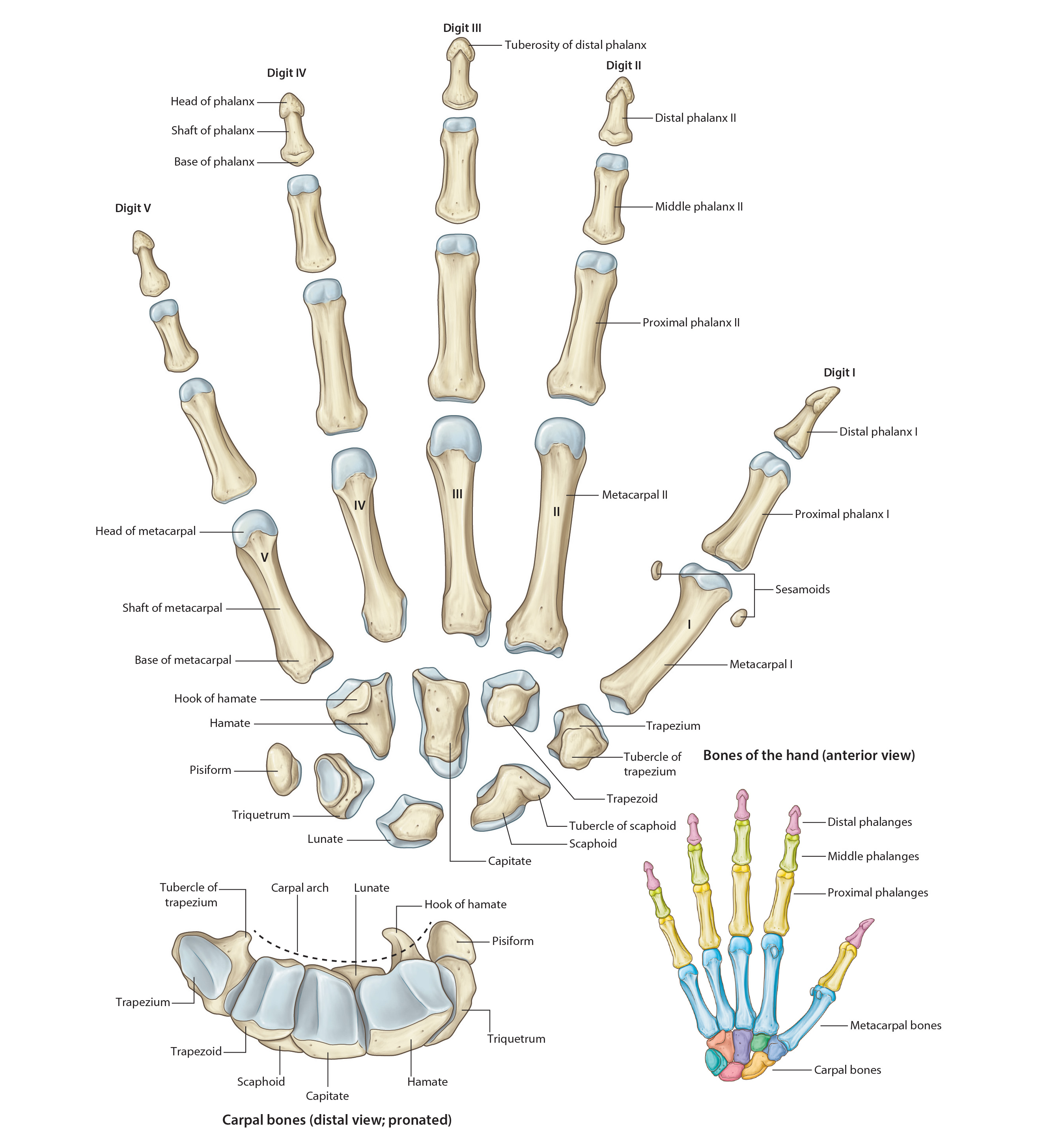hand
