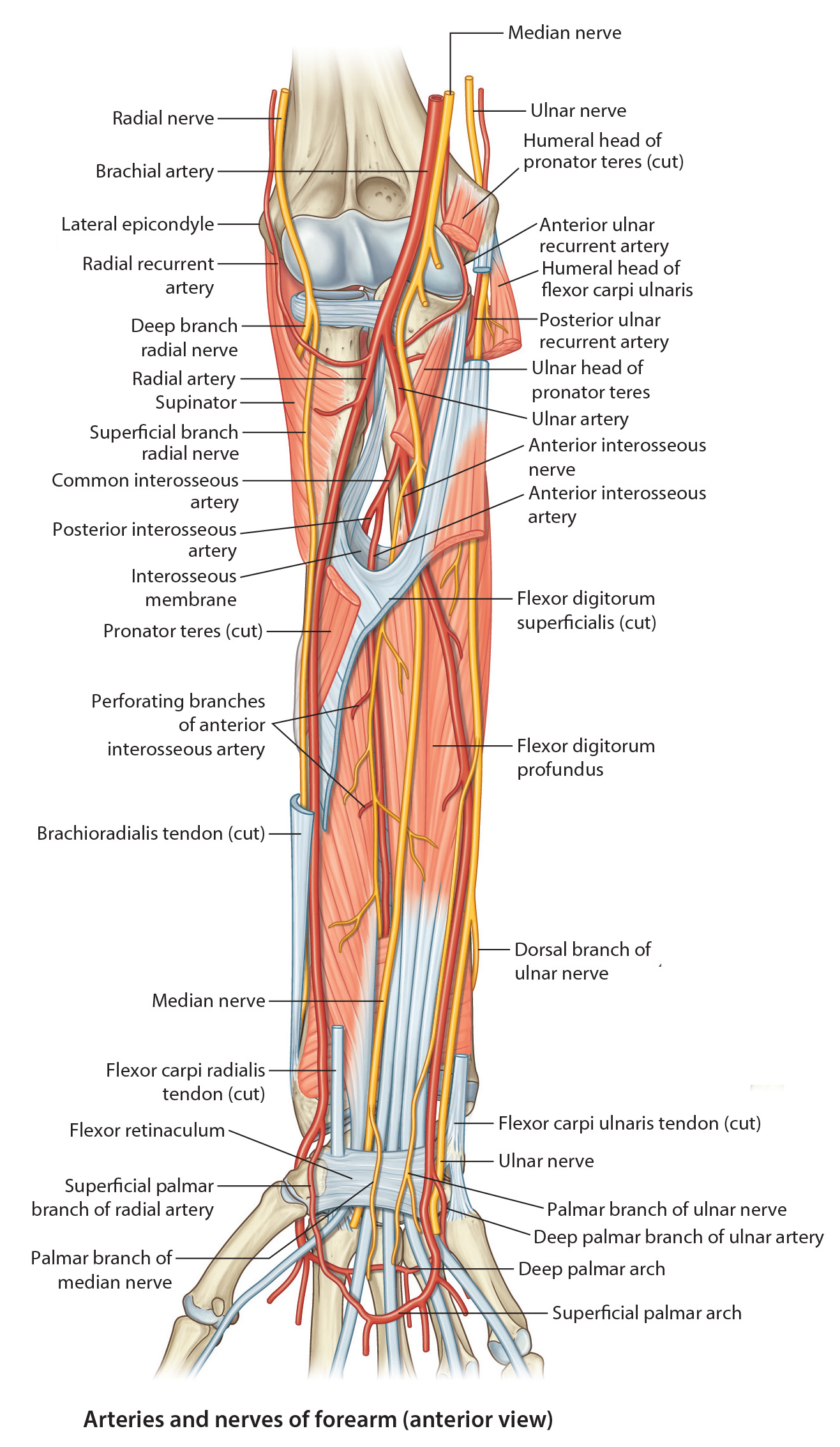 forearm nerves