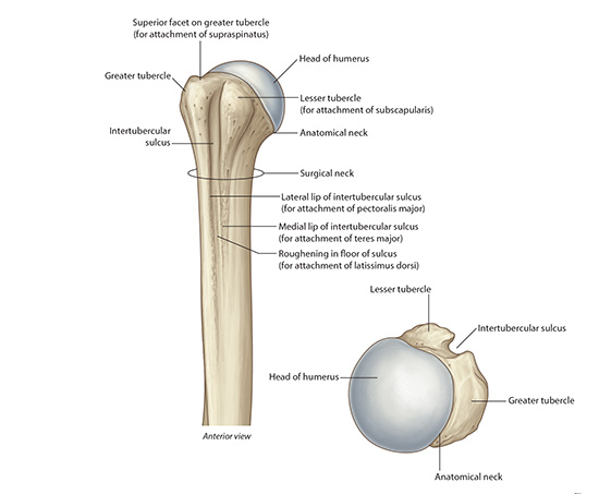 Proxhumerus