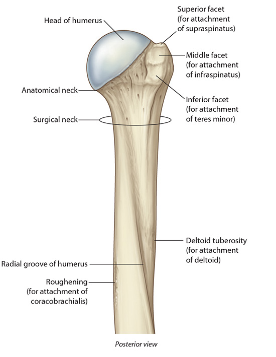 proxhumerus2