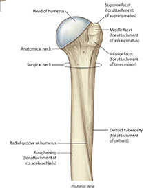 proxhumerus2