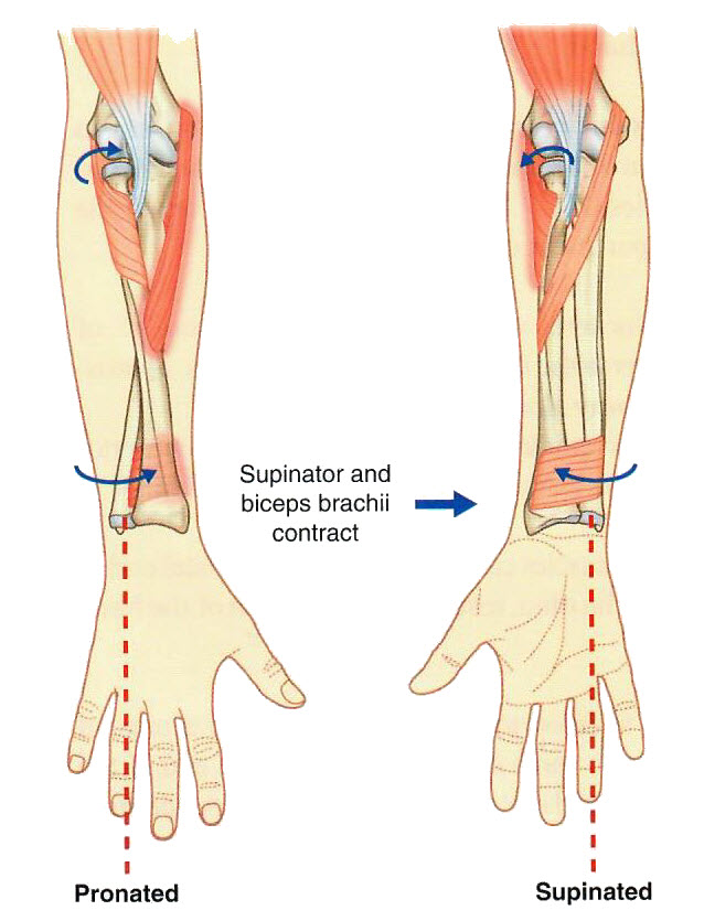 Supination