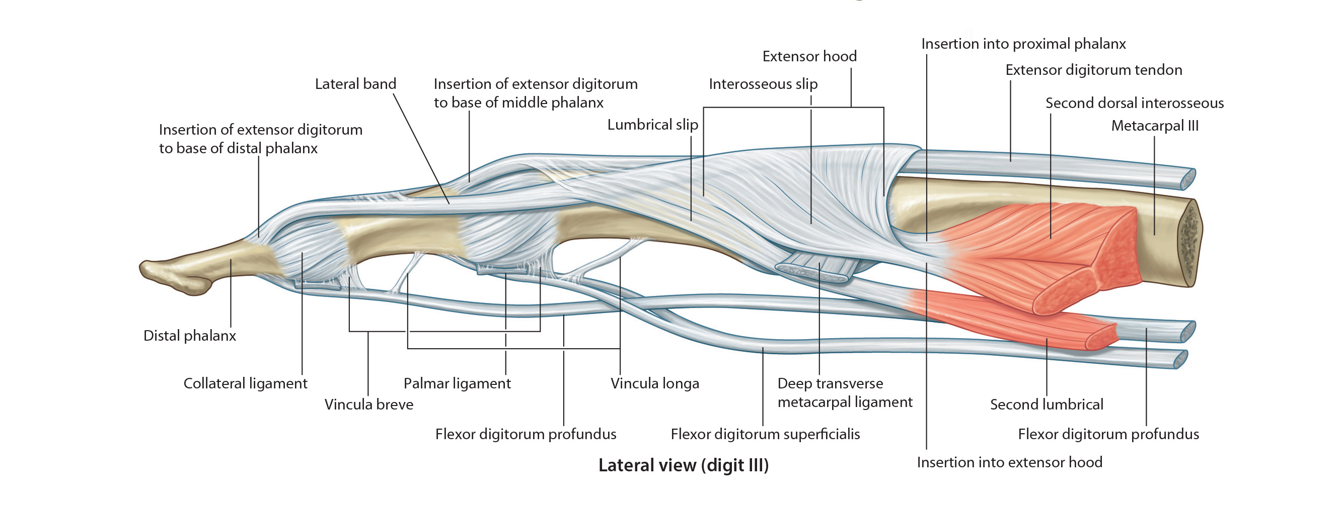 profunda arterial supply