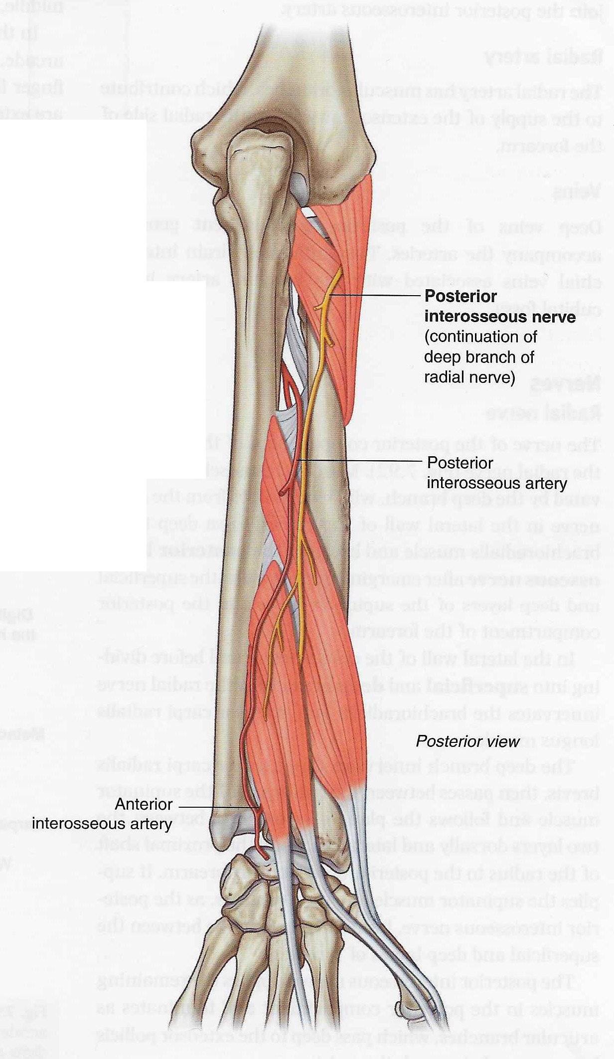posterior arterial supply