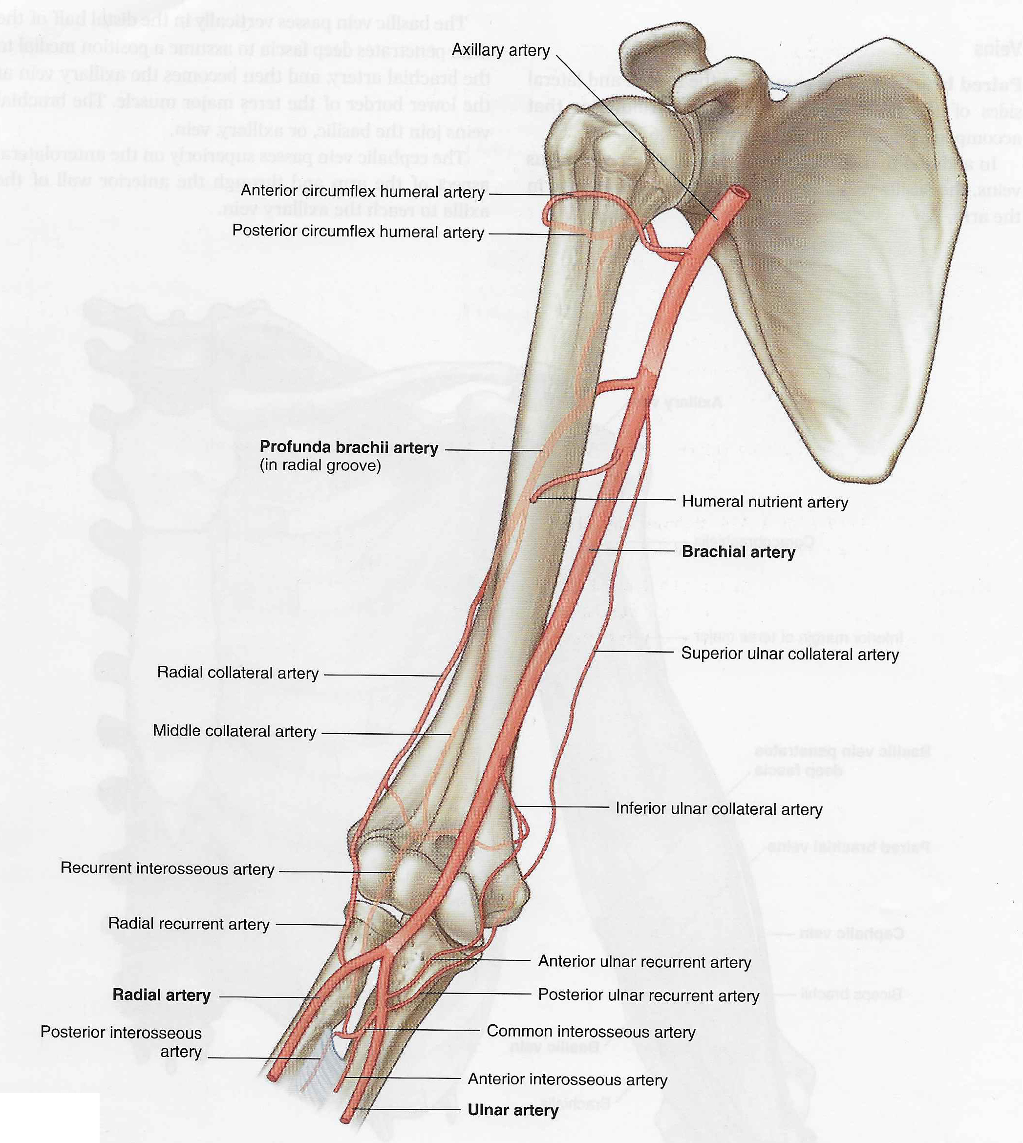 profunda arterial supply