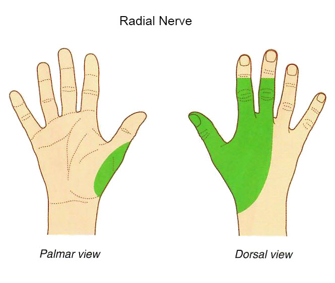 radialnerve