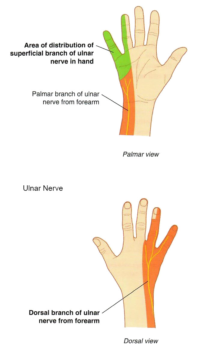 ulnarnerve