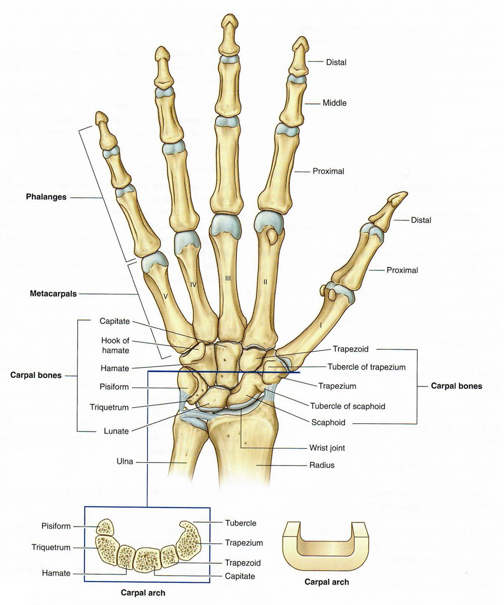 wristhand