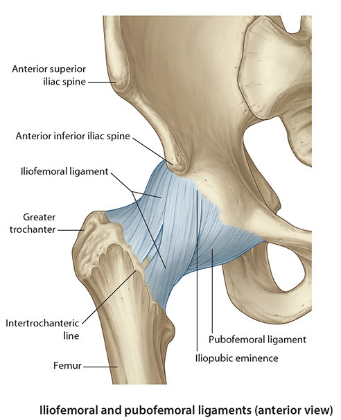 anthipjoint