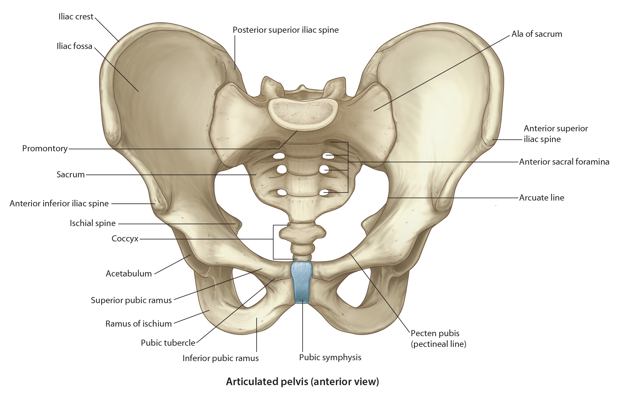 antpelvicgirdle