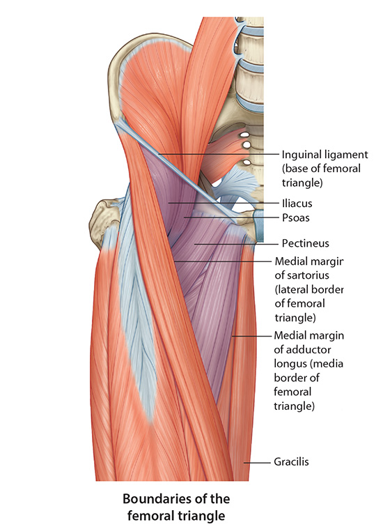 femoraltriangle