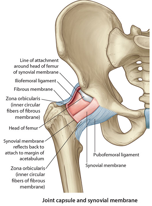 hipjoint