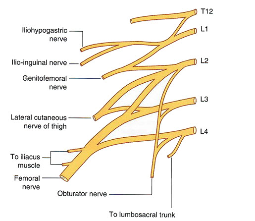 lumbarplexus