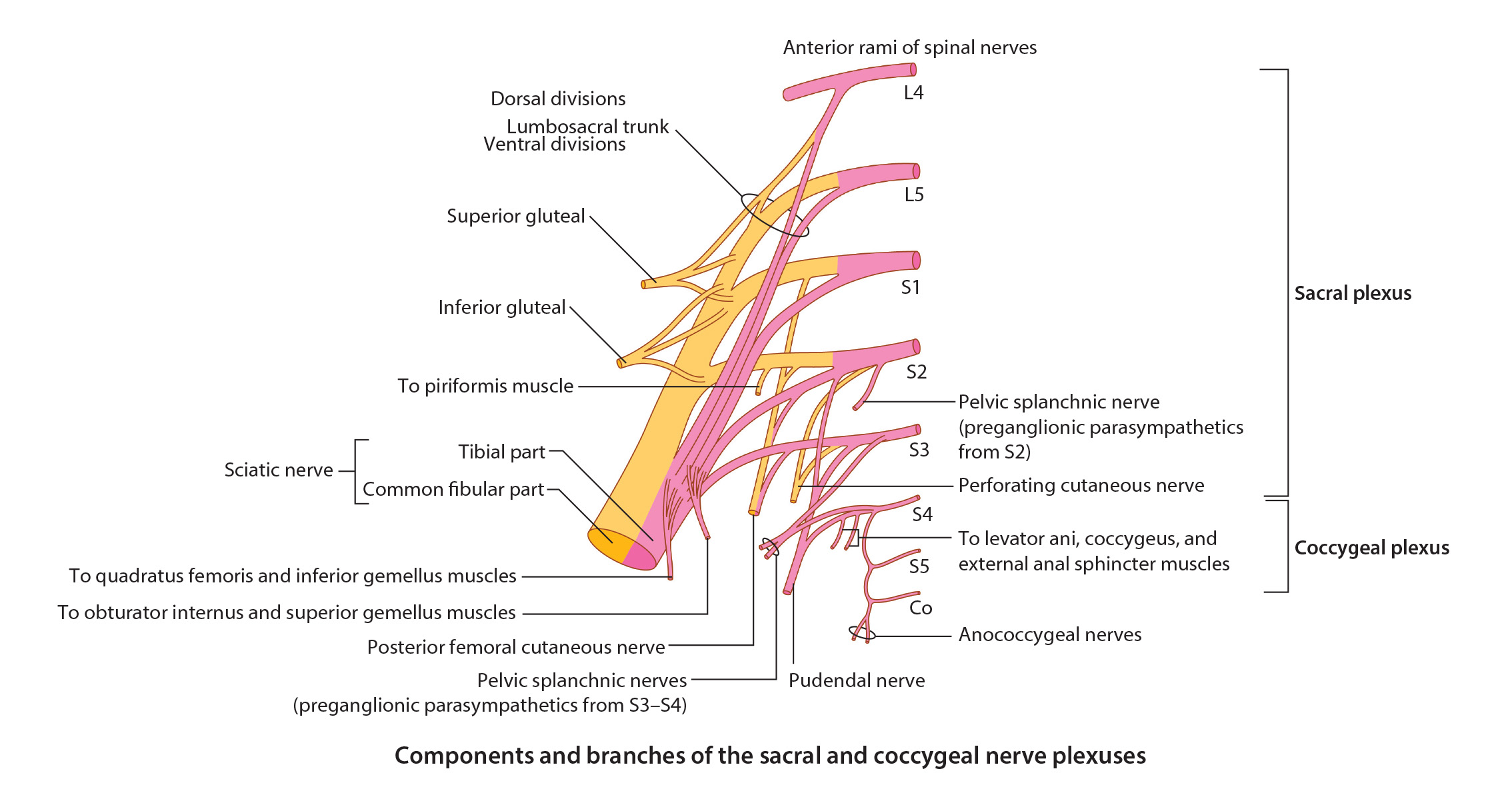 sacralplexus