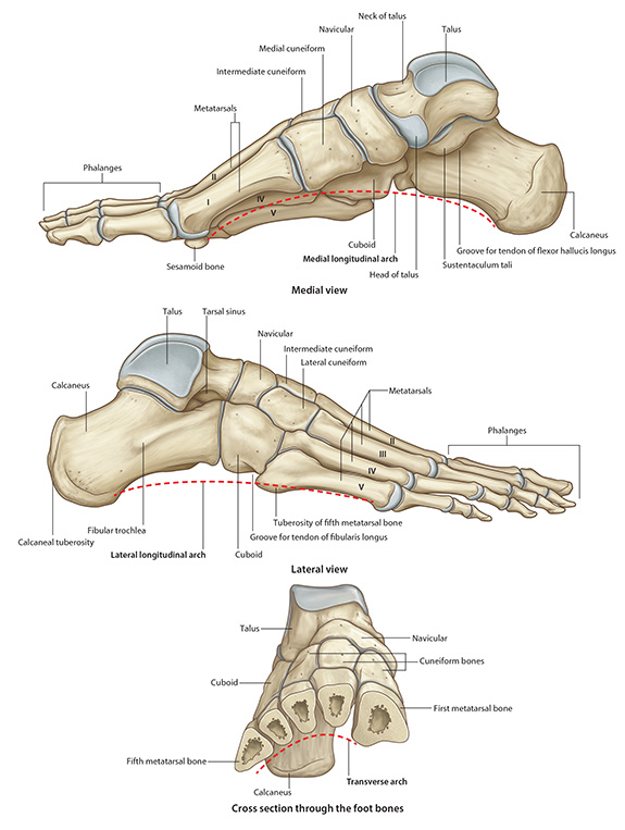 FeetLat.jpg