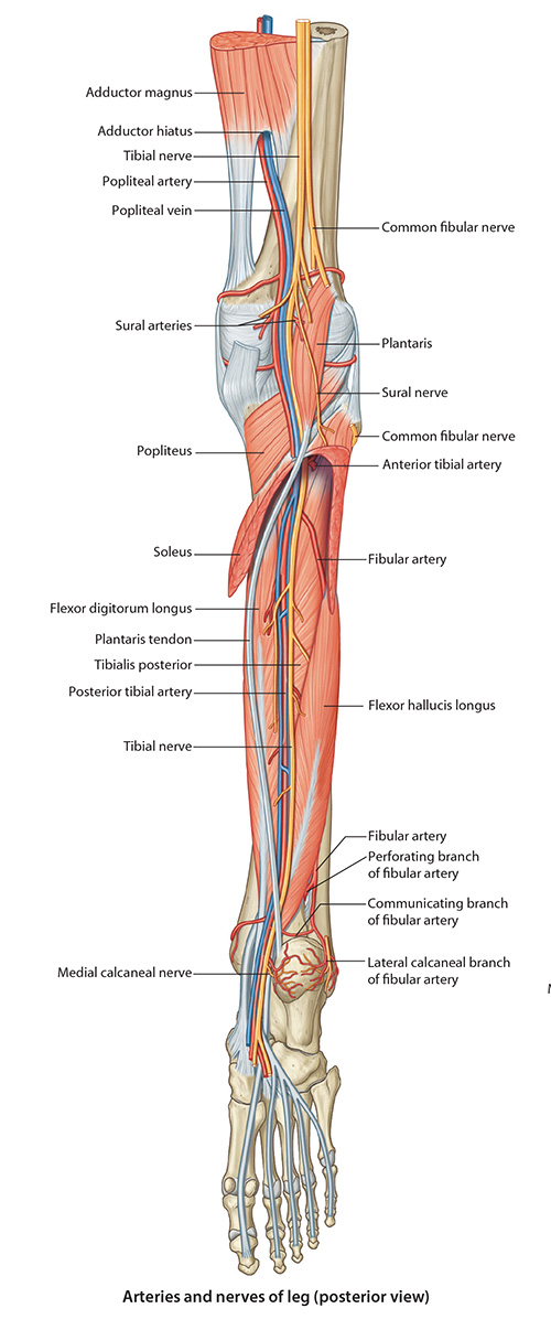 LowerLegNav