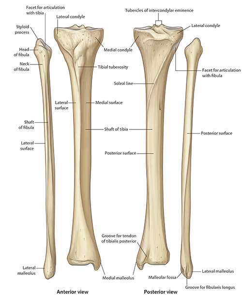 TibiaAndFibula
